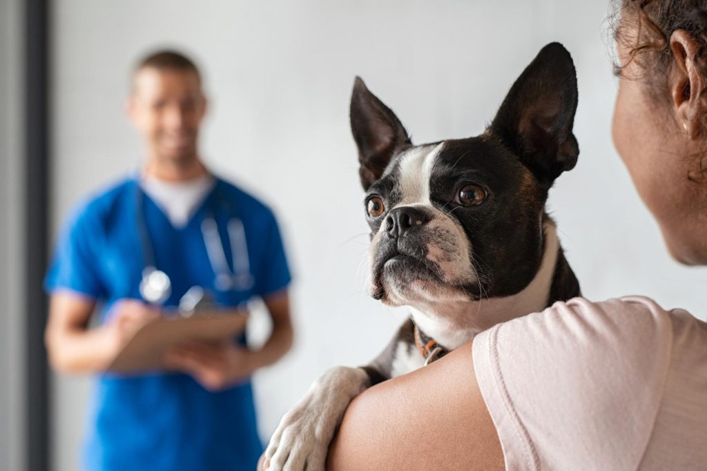 Clinica veterinaria cerca de mi